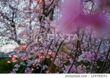春日夕陽映照下的垂枝櫻花樹 124799341