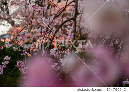 春日夕陽映照下的垂枝櫻花樹 124799342