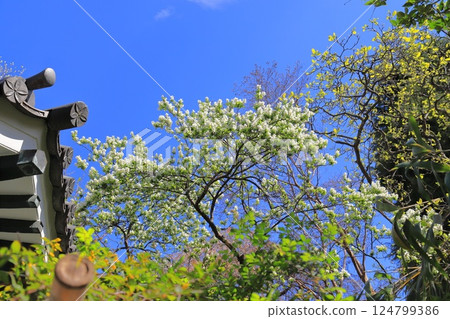 荒川區西日暮里三丁目本行寺境內的利休梅花 124799386