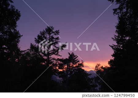 Sunset sky seen through the trees Sunset sky seen through the trees 124799450