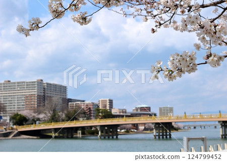 Cherry blossoms and Seta no Karahashi Bridge Cherry blossoms and Seta no Karahashi Bridge 124799452