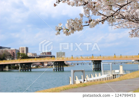 櫻花和瀨田唐橋 櫻花和瀨田唐橋 124799453