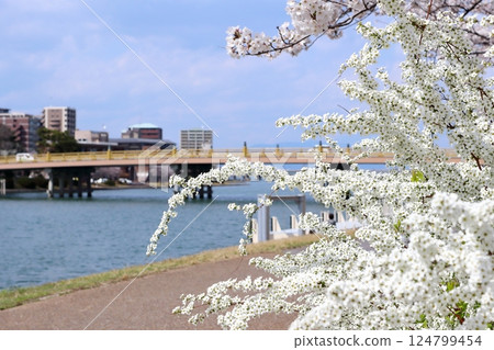 米櫻和瀨田唐橋 米櫻和瀨田唐橋 124799454