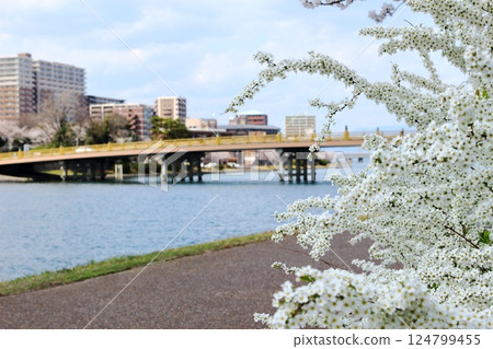 米櫻和瀨田唐橋 米櫻和瀨田唐橋 124799455