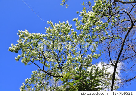 Riki plum plum in full bloom 124799521