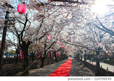 Mysterious cherry blossom trees and a red carpet Mysterious cherry blossom trees and a red carpet 124799549