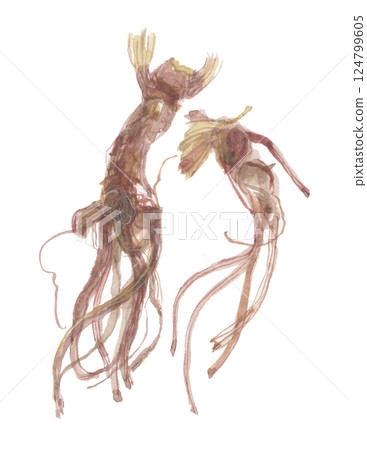 日本月桂樹根的水彩畫 124799605