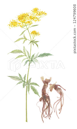 Watercolor painting of Lady's mantle, Ominaeshi, flower and root, Haishokkon Watercolor painting of Lady's mantle, Ominaeshi, flower and root, Haishokkon 124799608