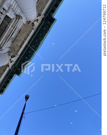 鳥兒在藍天中飛翔 124799712