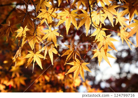 楓樹在柔和的燈光下閃閃發光 124799716