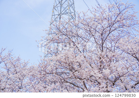 透過盛開的櫻花可以看到電視塔 透過盛開的櫻花可以看到電視塔 124799830