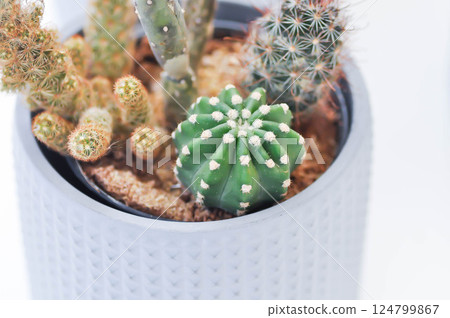 Echinopsis, echinopsis lemon and astrophytum myriostigma or astrophytum Echinopsis, echinopsis lemon and astrophytum myriostigma or astrophytum 124799867