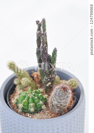 Gymnocalycium or Gymnocalycium Damsii , astrophytum myriostigma or astrophytum and opuntia or opuntia canterae Gymnocalycium or Gymnocalycium Damsii , astrophytum myriostigma or astrophytum and opuntia or opuntia canterae 124799868