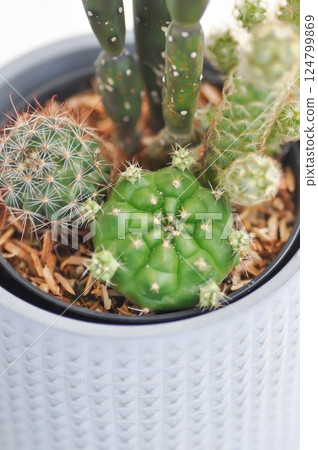 Gymnocalycium  or  Gymnocalycium Damsii  ,  astrophytum myriostigma or astrophytum  and opuntia or opuntia canterae 124799869