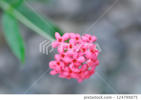 Panama Rose ,Arachnothryx leucophylla or flower Panama Rose ,Arachnothryx leucophylla or flower 124799875