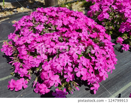 薄荷櫻桃樹 124799913