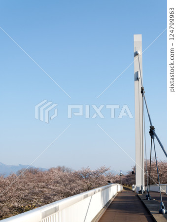 Spring blue sky, cherry blossoms and bridge Spring blue sky, cherry blossoms and bridge 124799963