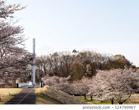 春天藍天、櫻花和橋 春天藍天、櫻花和橋 124799967