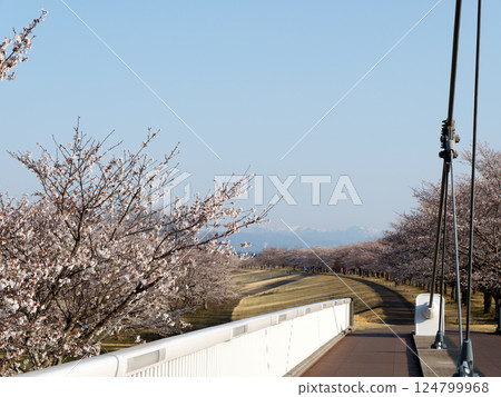 春天藍天、櫻花和橋 124799968