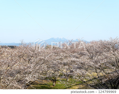 Spring blue sky and cherry blossoms 124799969