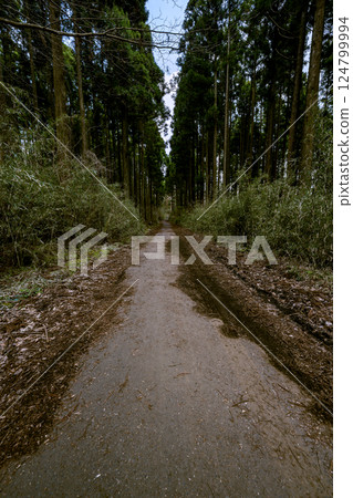箱根九頭龍森林的悠閒健行路線，在大自然中尋找治愈 124799994