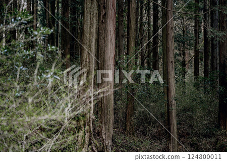 九頭龍森林的湖畔散步道是個寧靜祥和的地方 124800011