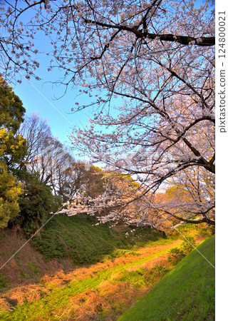 Cherry blossoms on the outer moat of Nagoya Castle, Aichi Prefecture 124800021