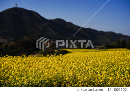 <五島風景>魚津崎公園的油菜花 124800202