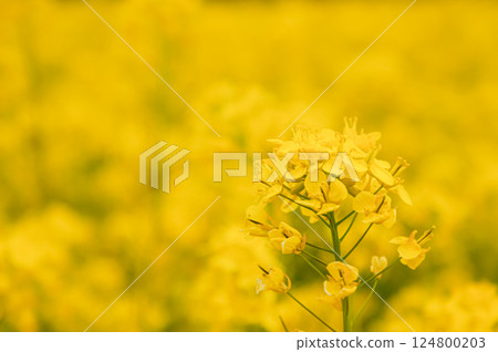 <五島風景>魚津崎公園的油菜花 124800203