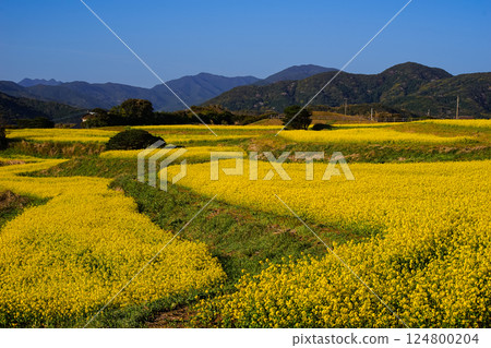 <五島風景>魚津崎公園的油菜花 124800204