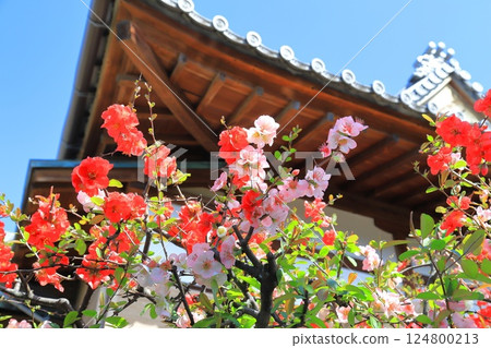 Quince blossoms at Kyooji Temple, Nishi-Nippori, Arakawa Ward 124800213