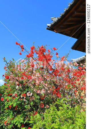 荒川區西日暮裡教王寺的木瓜花 荒川區西日暮裡教王寺的木瓜花 124800217