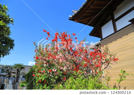 荒川區西日暮裡教王寺的木瓜花 荒川區西日暮裡教王寺的木瓜花 124800218
