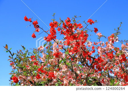 雙色木瓜花 雙色木瓜花 124800264