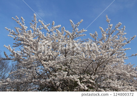 春天漫步木曾三線公園 香南花卉公園4(愛知縣香南市) 春天漫步木曾三線公園 香南花卉公園4(愛知縣香南市) 124800372