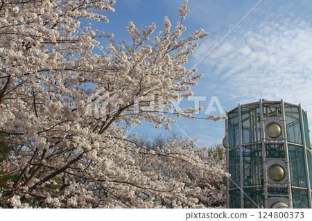 春天漫步木曾三線公園 香南花卉公園,5(愛知縣香南市) 春天漫步木曾三線公園 香南花卉公園,5(愛知縣香南市) 124800373