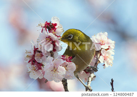 White-eye that sucks the nectar of plum blossoms 124800487