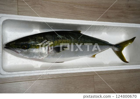 極為新鮮且肥美的野生冬鰤魚 124800670