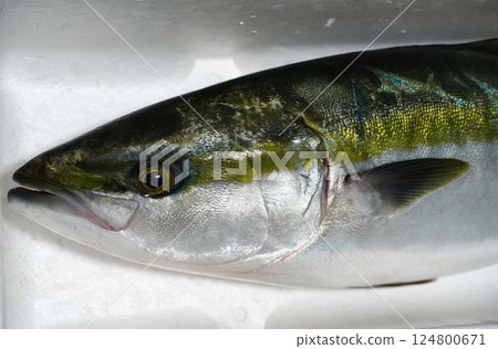 新鮮野生黃尾魚臉 新鮮野生黃尾魚臉 124800671