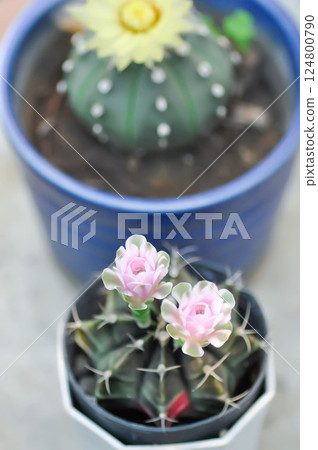 Gymnocalycium ,Gymnocalycium mihanovichii or gymnocalycium mihanovichii variegated with flower or cactus flower Gymnocalycium ,Gymnocalycium mihanovichii or gymnocalycium mihanovichii variegated with flower or cactus flower 124800790
