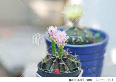 Gymnocalycium ,Gymnocalycium mihanovichii or gymnocalycium mihanovichii variegated with flower or cactus flower 124800791