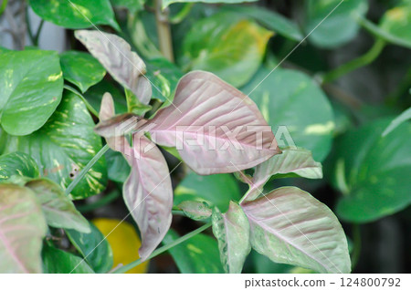 Pink Syngonium ,Araceae or Syngonium hybrid 124800792