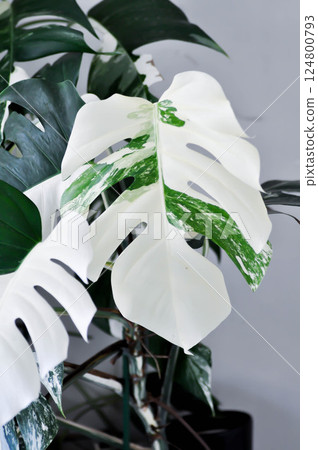 Monstera Albo or Monstera, Herricane plant or Swiss cheese or bicolor Monstera or white leaf 124800793