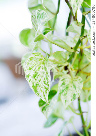 epipremnum aureum, devils ilvy or hunters robe Epipremnum aureum Linden or Andr or Taro vine or ARACEAE epipremnum aureum, devils ilvy or hunters robe Epipremnum aureum Linden or Andr or Taro vine or ARACEAE 124800796