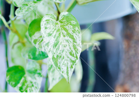 epipremnum aureum, devils ilvy or hunters robe Epipremnum aureum Linden or Andr or Taro vine or ARACEAE epipremnum aureum, devils ilvy or hunters robe Epipremnum aureum Linden or Andr or Taro vine or ARACEAE 124800798