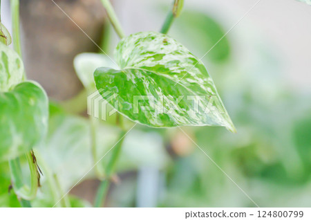 epipremnum aureum, devils ilvy or hunters robe Epipremnum aureum Linden or Andr or Taro vine or ARACEAE epipremnum aureum, devils ilvy or hunters robe Epipremnum aureum Linden or Andr or Taro vine or ARACEAE 124800799