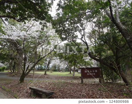 Cherry blossom season photos at Ebiyama Park in Ebiyama, Saeki Ward, Hiroshima City Cherry blossom season photos at Ebiyama Park in Ebiyama, Saeki Ward, Hiroshima City 124800986