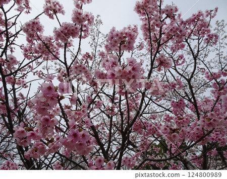 Cherry blossom season photos at Ebiyama Park in Ebiyama, Saeki Ward, Hiroshima City Cherry blossom season photos at Ebiyama Park in Ebiyama, Saeki Ward, Hiroshima City 124800989