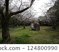Cherry blossom season photos at Ebiyama Park in Ebiyama, Saeki Ward, Hiroshima City Cherry blossom season photos at Ebiyama Park in Ebiyama, Saeki Ward, Hiroshima City 124800990