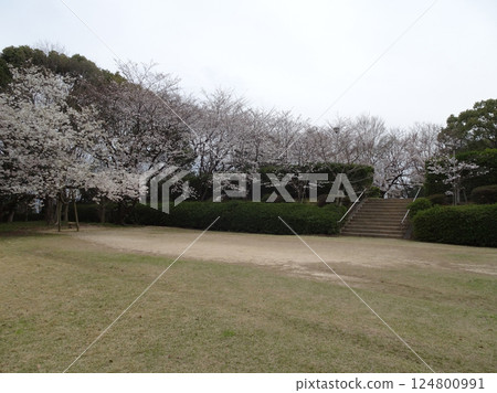 Cherry blossom season photos at Ebiyama Park in Ebiyama, Saeki Ward, Hiroshima City Cherry blossom season photos at Ebiyama Park in Ebiyama, Saeki Ward, Hiroshima City 124800991
